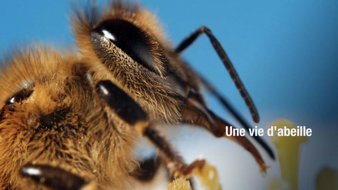 Une vie d'abeille