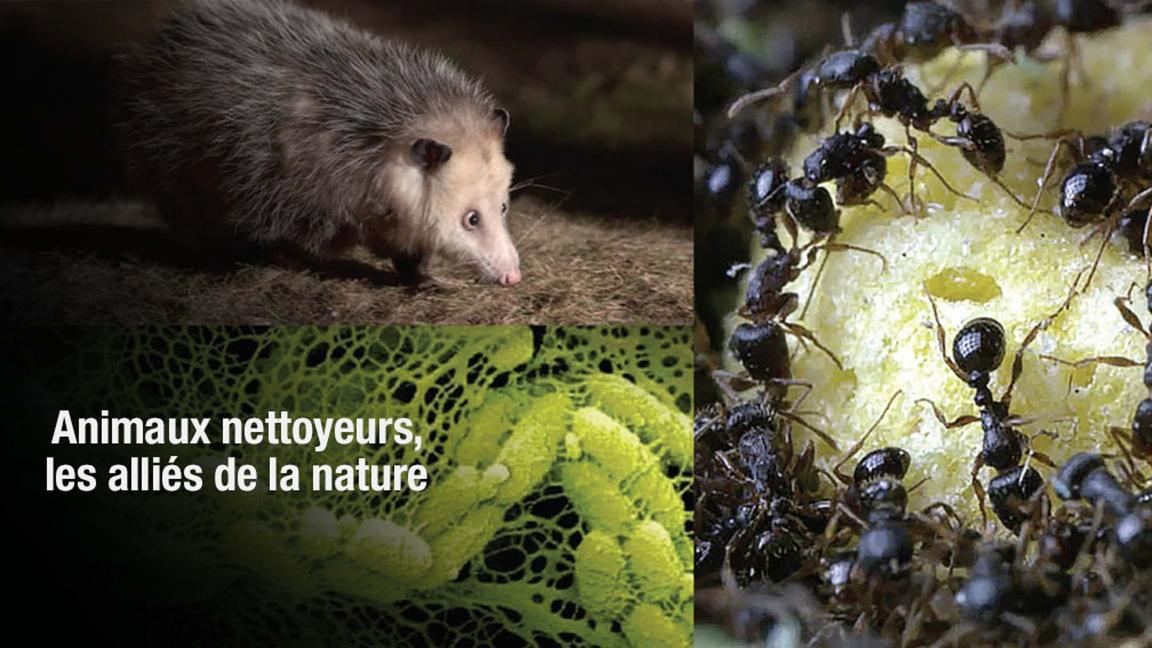 Animaux nettoyeurs, les alliés de la nature