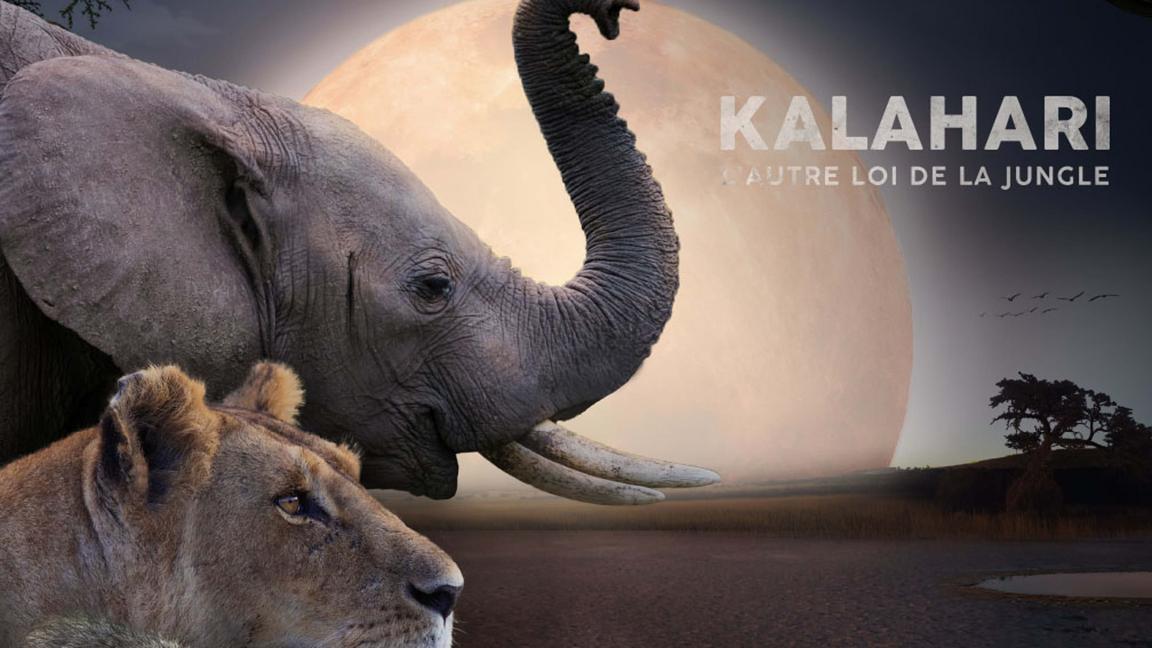 Kalahari, l'autre loi de la jungle