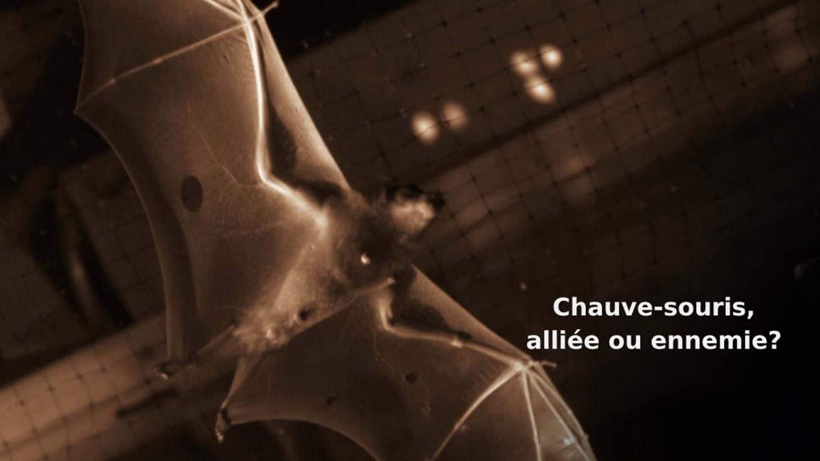 Chauve-souris, alliée ou ennemie?