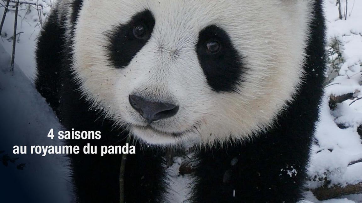 4 saisons au royaume du panda