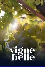 La vigne est belle