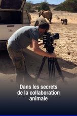 Dans les secrets de la collaboration animale